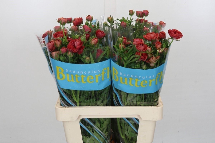 <h4>Ranunculus 'Butterfly Musa'</h4>
