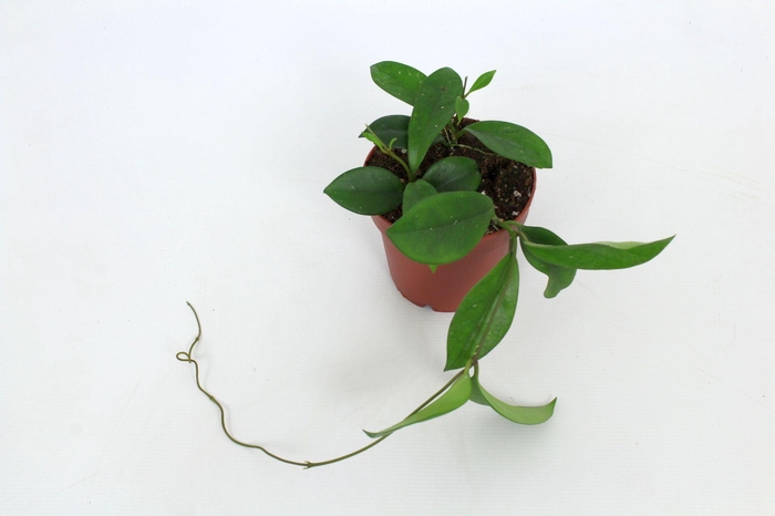 <h4>Hoya Dee's Big One 12 cm</h4>