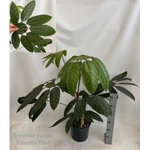 Trevesia burckii 27cm [Ghost's foot] *NEW*