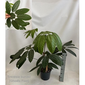 Trevesia burckii 27cm [Ghost's foot] *NEW*