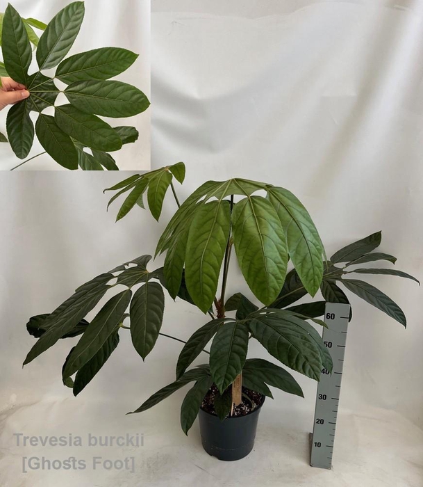 <h4>Trevesia burckii 27cm [Ghost's foot] *NEW*</h4>