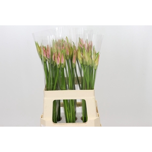 Nerine Vesta K