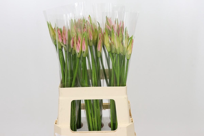 <h4>Nerine Vesta K</h4>