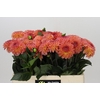Dahlia Chanel