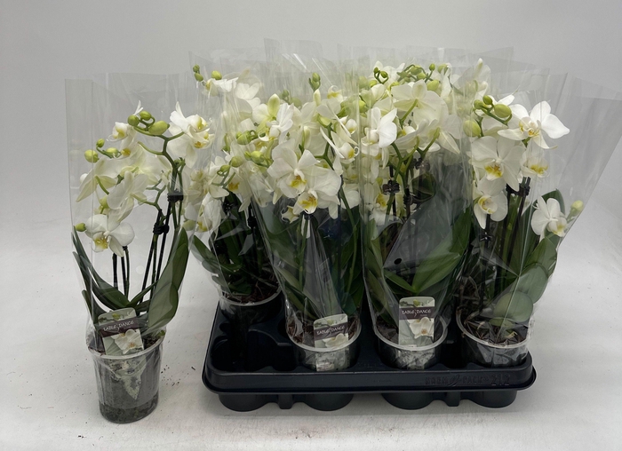 <h4>PHAL OV WIT</h4>