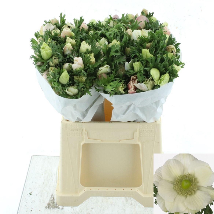 <h4>ANEM CO MIS + WHITE</h4>