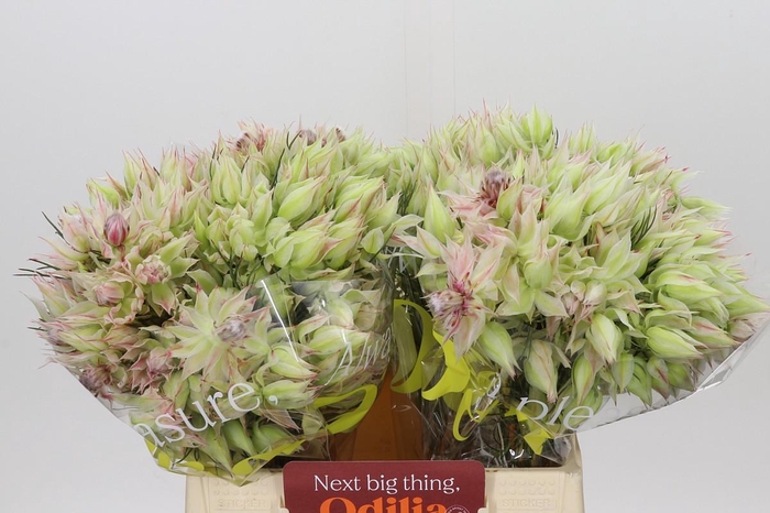 <h4>Blushing Bride 10+ Flowers</h4>