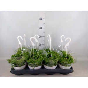 Senecio rowleyanus