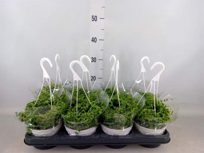 <h4>Senecio rowleyanus</h4>