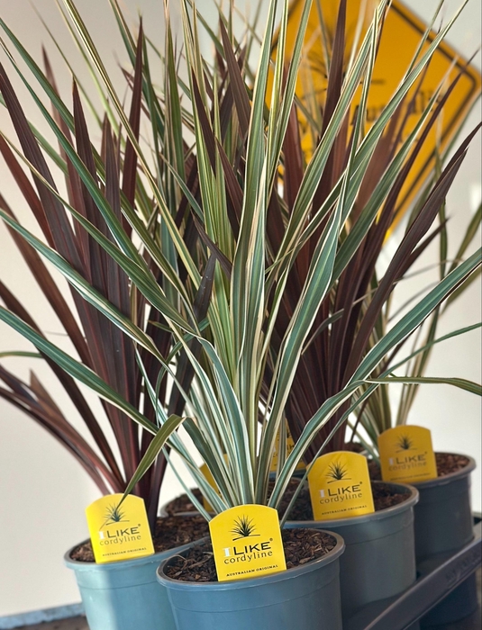 <h4>Cordyline Duo Mix Tray - 17cm Redstar/Variegata</h4>