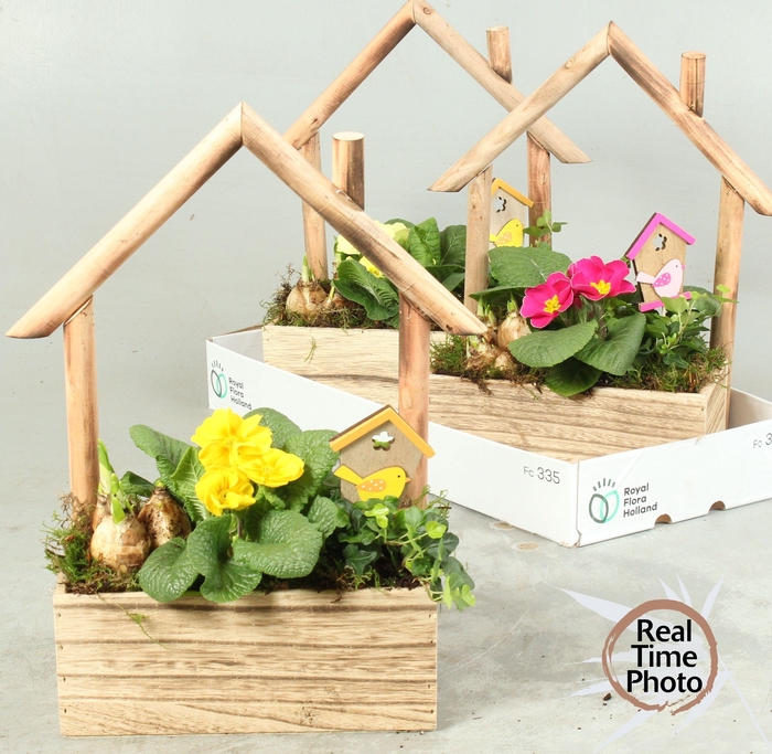 <h4>ARR TUINPLANTEN</h4>