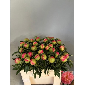 PAEO CORAL SUNSET