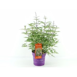Vitex agn. Galactic Pink (First Editions®)