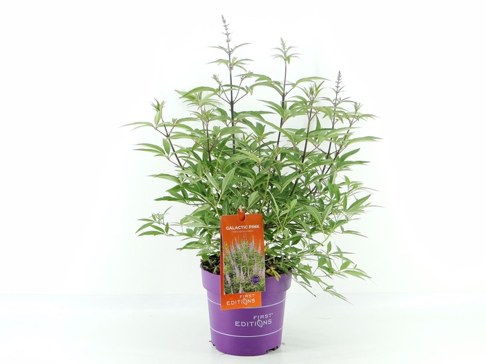 <h4>Vitex agn. Galactic Pink (First Editions®)</h4>