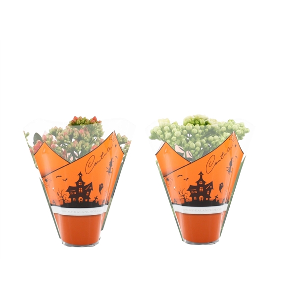 <h4>Kalanchoë Orange-White mix in Couture Halloween sleeve</h4>