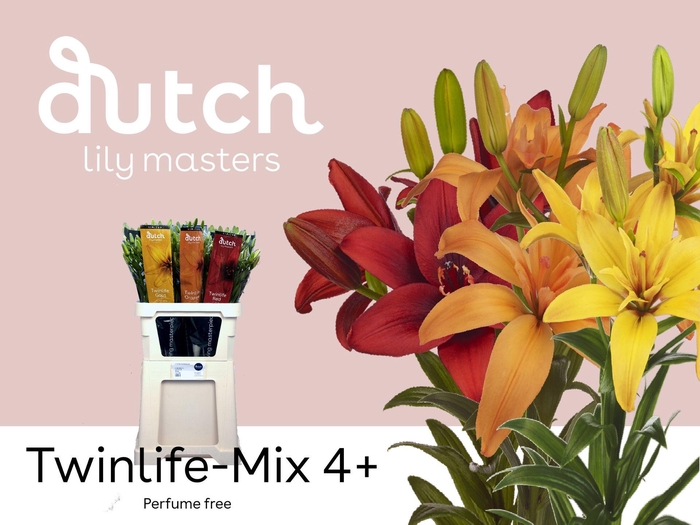 <h4>LI LA TWINLIFE MIX 4+</h4>