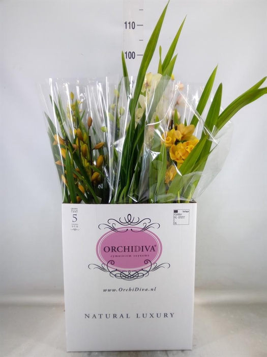 <h4>Cymbidium ...mix</h4>