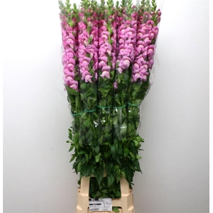 Antir Op Lavender Extra X L