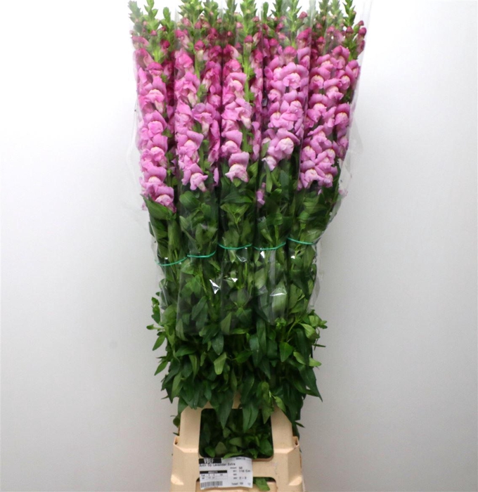 <h4>Antir Op Lavender Extra X L</h4>