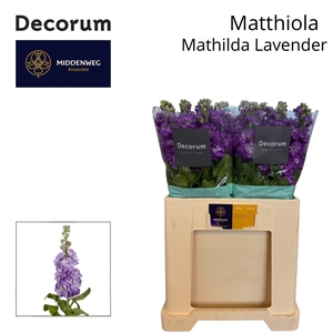 MATTH MATHILDA LAVEN
