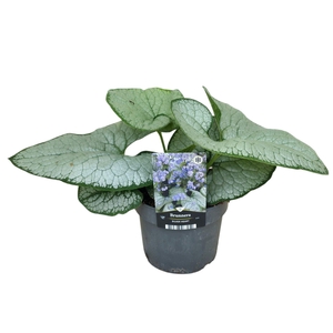 Brunnera