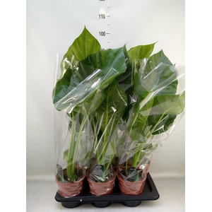 Alocasia macrorrhizos