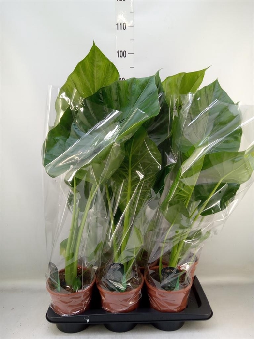 <h4>Alocasia macrorrhizos</h4>