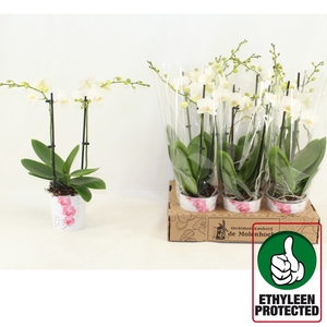PHAL AN INVERNESS