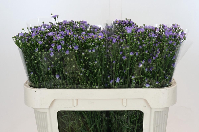 <h4>Aster Cassandra</h4>