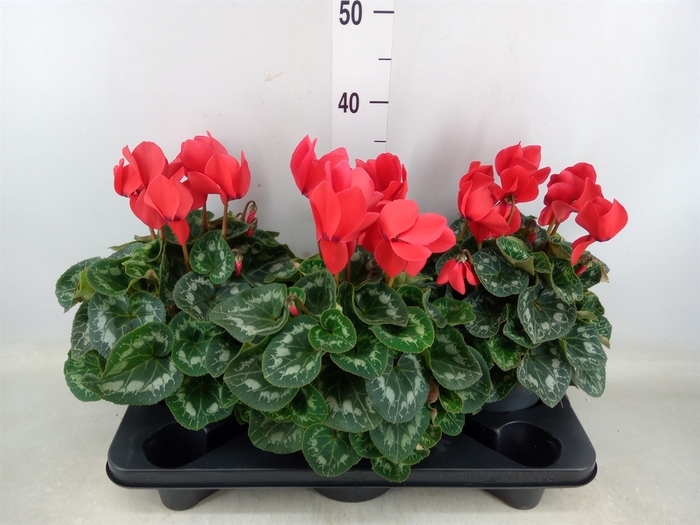 <h4>Cyclamen GR 'Mammoth'</h4>