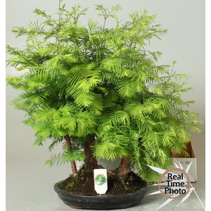 BONSAI OV