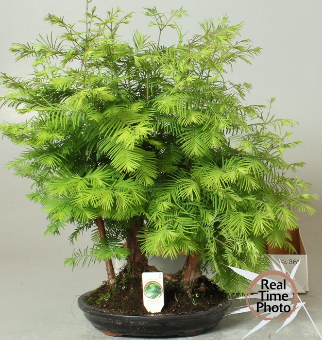 <h4>BONSAI OV</h4>