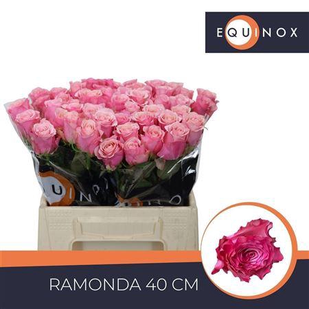 <h4>R Gr Ramonda</h4>