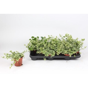 GLEC HE VARIEGATA