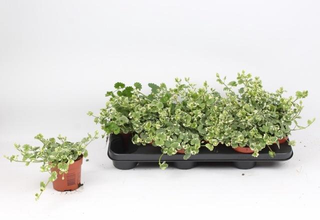 <h4>GLEC HE VARIEGATA</h4>