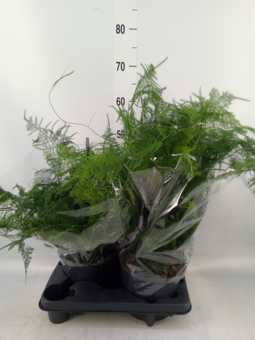 <h4>Asparagus setaceus</h4>