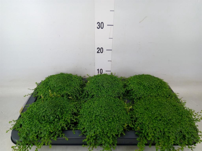 <h4>Soleirolia soleirolii   ...green</h4>