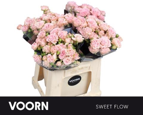 Rosa spray sweet flow