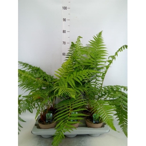 Dicksonia antarctica