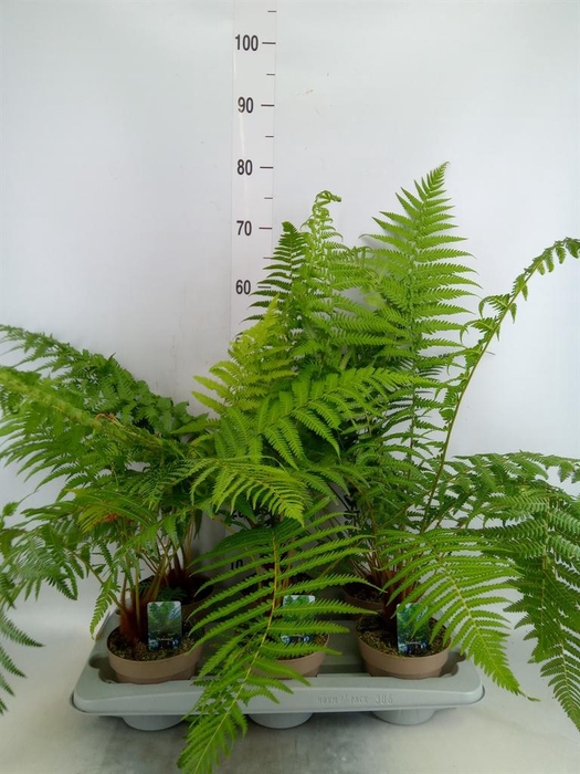 <h4>Dicksonia antarctica</h4>