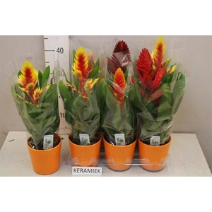 ARR BROMELIA