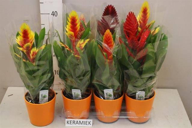 <h4>ARR BROMELIA</h4>
