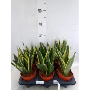 Sansevieria  'Star Canary'