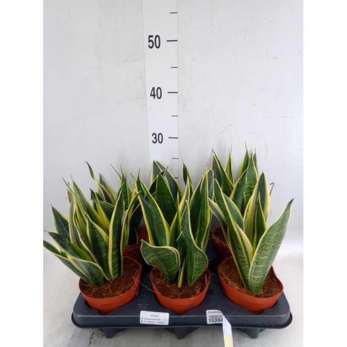 <h4>Sansevieria  'Star Canary'</h4>