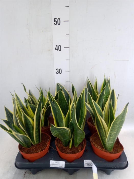 <h4>Sansevieria  'Star Canary'</h4>