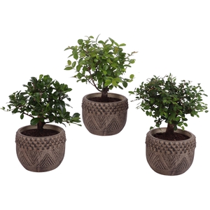 Bonsai Indoor Mix Ø 9cm Ball Shape in Ø12cm Ceramic EV665