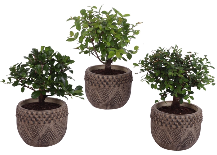 <h4>Bonsai Indoor Mix Ø 9cm Ball Shape in Ø12cm Ceramic EV665</h4>
