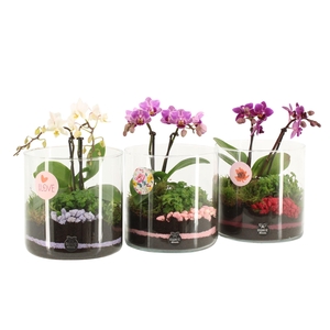 21877: Lovess arrangement