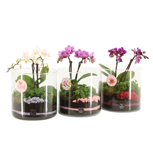 21877: Lovess arrangement