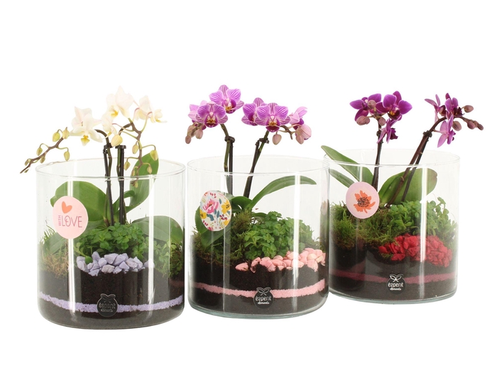 <h4>21877: Lovess arrangement</h4>